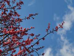 [시목동재] 화후 (花候)