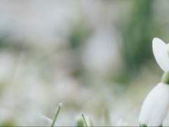 피어나는 봄의 꽃잎은 겨울의 종막을 알렸다.