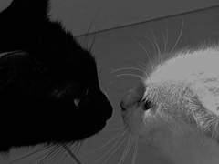 Tragic romantic comedy