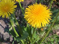 나의 사랑을 당신께