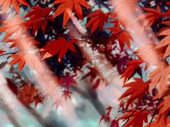 [마들에슾마들] 우리의 사랑은 가을이었다