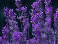 카오레이 • 나의 「첫사랑」 이였다.