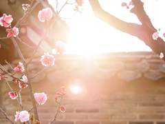 花落憐不掃月明愛無眠