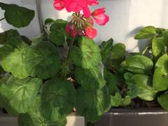 제라늄 한 뿌리