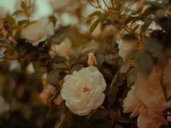 31화: 열다섯 번째 꿈 <윤희에게> (2)