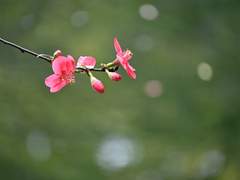 당신을 사랑하였기에