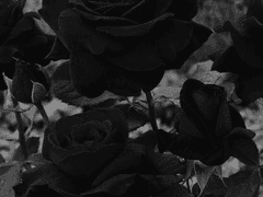 [청려건우] 번외. 류건우의 마지막 자존심 00