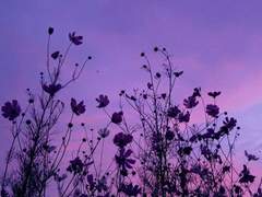 あつや せいしょう