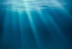 [샤벳상어맛 쿠키] 복수