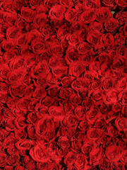 𝒪𝓅𝒽ℯ𝓁𝒾𝒶