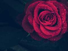 세일즈 로젝트니 아르테미스(Sales Rosechtney Artemis)/붉은 장미/XY/32