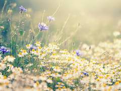 카리옐 폰 아크로이트 | 신학부 연구생