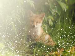 Ren Heyes 1 hufflepuff 혼혈