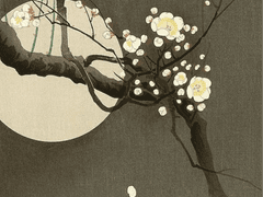 이화우 외전 : 백야행