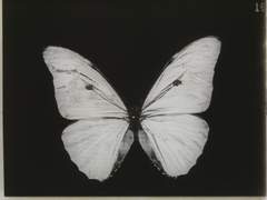 Everes Comyntas Butterfly