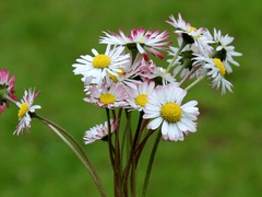집무실의 로드에게 봄이 배달되었습니다.