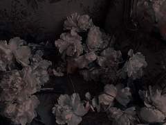 태양과 바다가 모두 사라질 때까지 사랑해