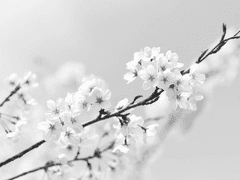 회고록과 두 번째 열병.