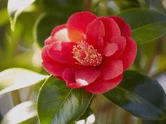 동백의 낙원 11 (Clean ver.)