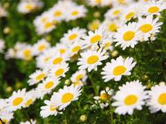 [청려문대] Marguerite 下(完)