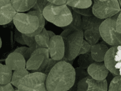 아나이스 C. 아델라이데ㅣ24ㅣ정령전공