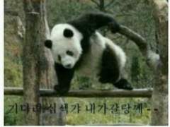 Panda, panda! +