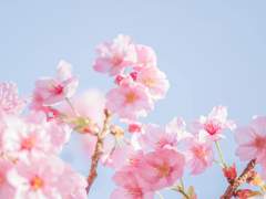 °.✽ 에트와르에 봄이 왔어요 ✽.°