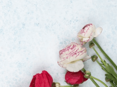 아바마마의 비밀