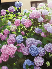 아름다운 나의 제라늄에게