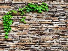 [국뷔] 마지막 잎새