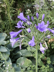 세실라 정원의 마법