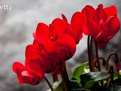 [스워/아나오비] 질투 下