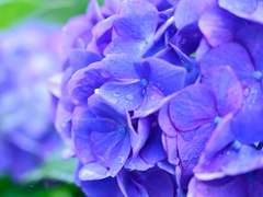 여름, 푸름의 계절