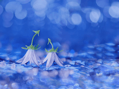 나는 늘 행복을 바란 삶이었지