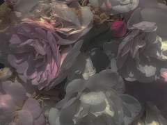 아리아 서브서사