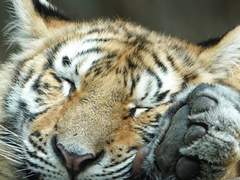 [MV] 사랑은 호당호당! 12.