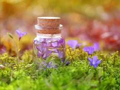 Alisha Poppy Elysia / 22 / 약초학 전공