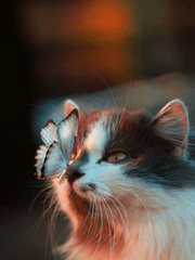 고양이가 나비를 쫓는 건