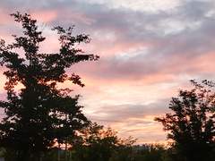 나의 黎明에게.