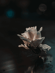 짧은 bl연성 거리