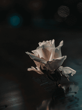 짧은 bl연성 거리