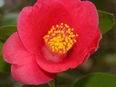 동백의 낙원 12 (Clean ver.)