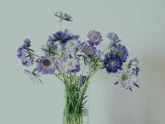 도리벤] 스카비오사