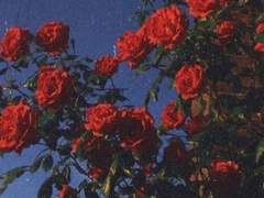 『Only One ☽‧˚｡』