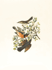 [호우] 방송이 시작되었습니다!