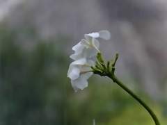 비연커 서우현 프로필