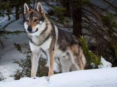 Mathias Beatrice Ambrose