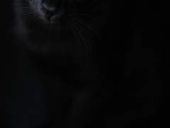 빛은 보이지 않아.