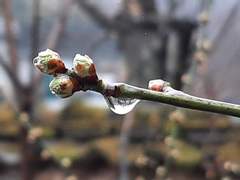 꽃이 피려고 할 때/이도은