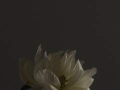 구태여 나를 기억할 필요는 없어